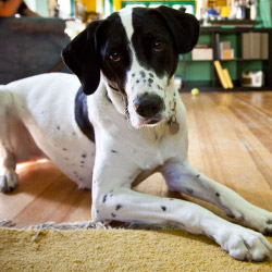 DogWatch of Greater Cincinnati, Cincinnati, Ohio | Indoor Pet Boundaries Contact Us Image