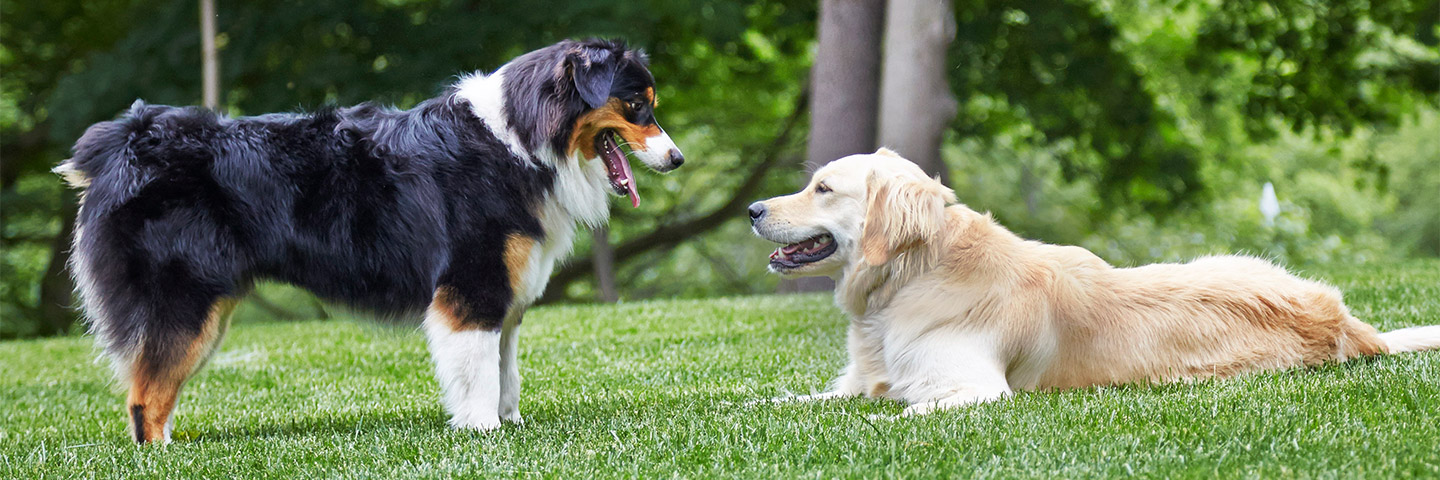 DogWatch of Greater Cincinnati, Cincinnati, Ohio | Outdoor Hidden Dog Fences Slider Image